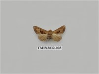 藏品(夜蛾688)的圖片